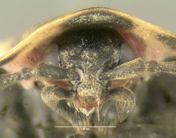 Media type: image;   Entomology 612496 Aspect: head frontal view